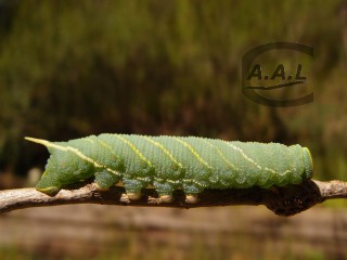 Chenille de sphinx du peuplier